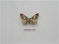 藏品(尺蛾136)的圖片